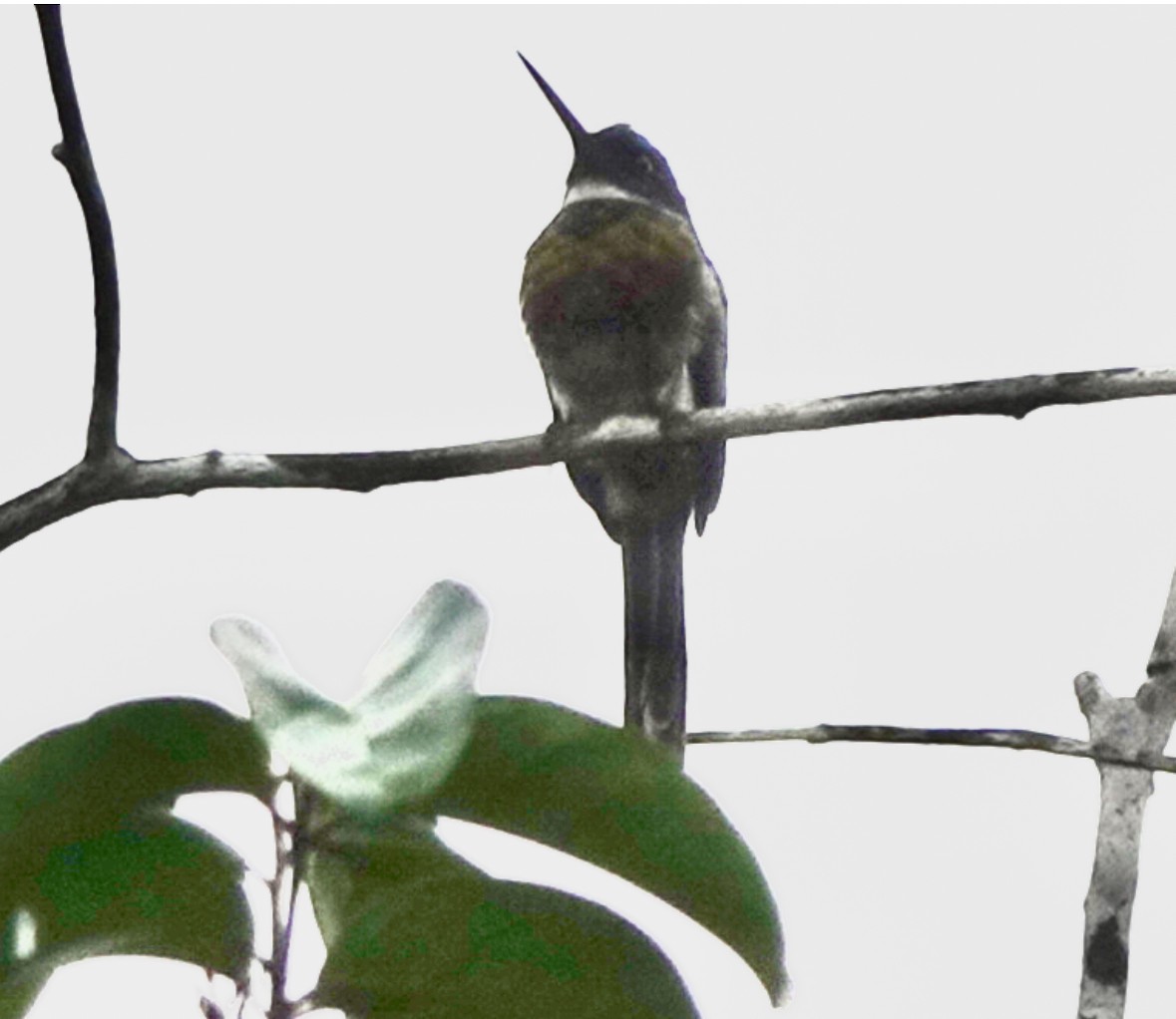 Bronzy Jacamar - ML640864969