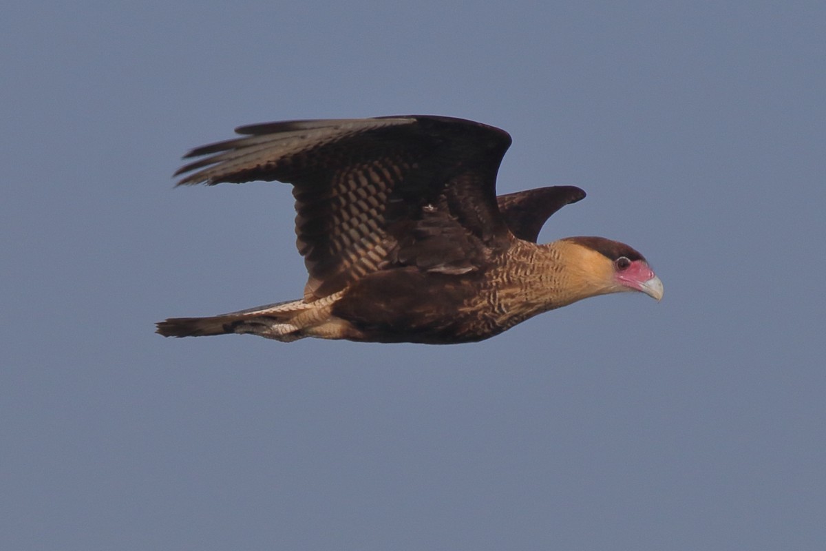 Crested Caracara (Southern) - ML640864973