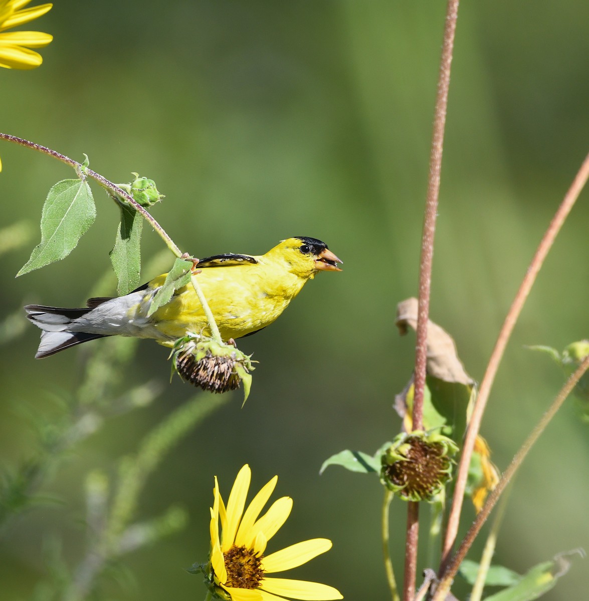 American Goldfinch - ML640865051