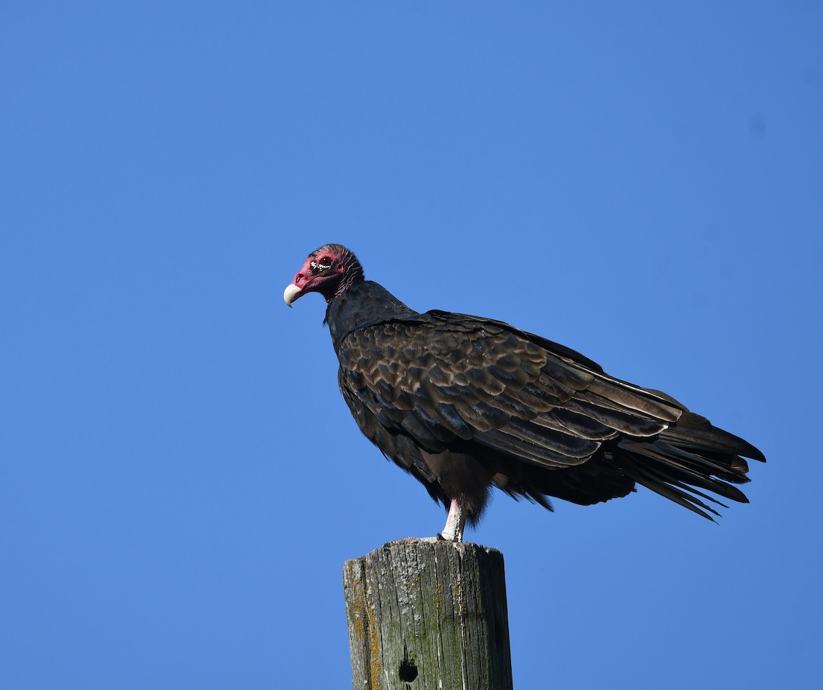 Turkey Vulture - ML640865057