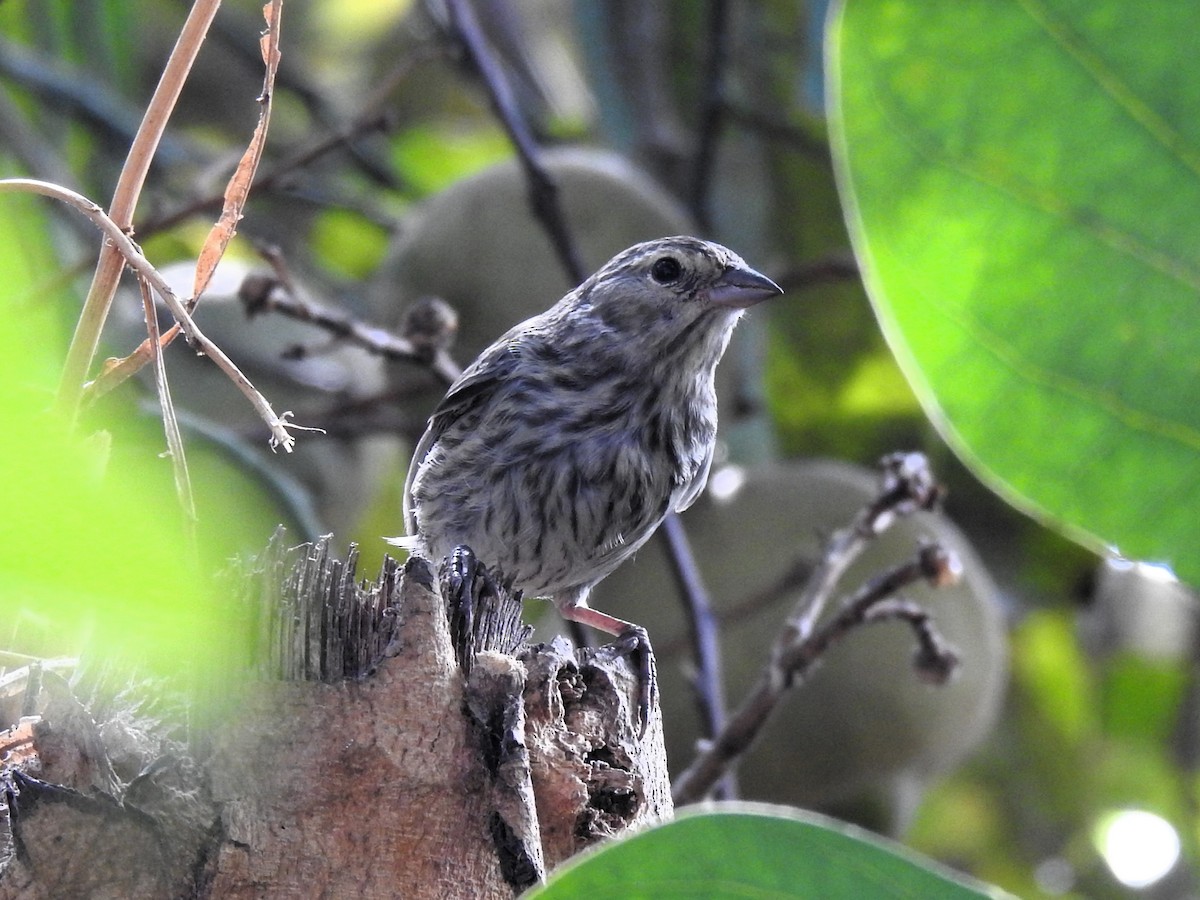 Ash-breasted Sierra Finch - ML640865059