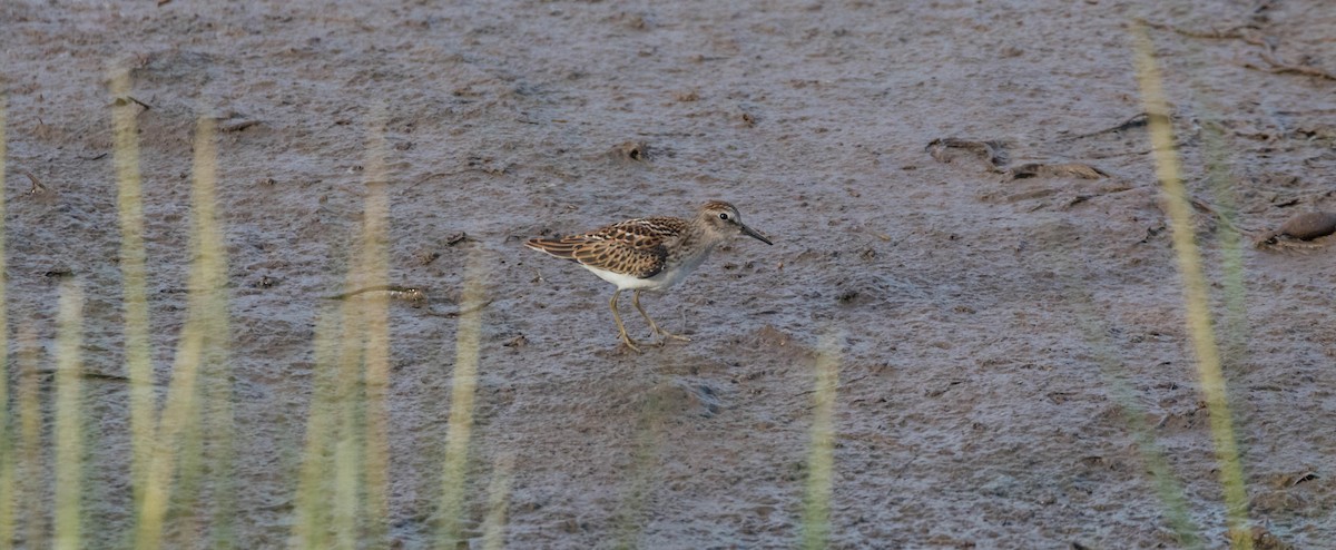 gulbeinsnipe/plystresnipe - ML640865065