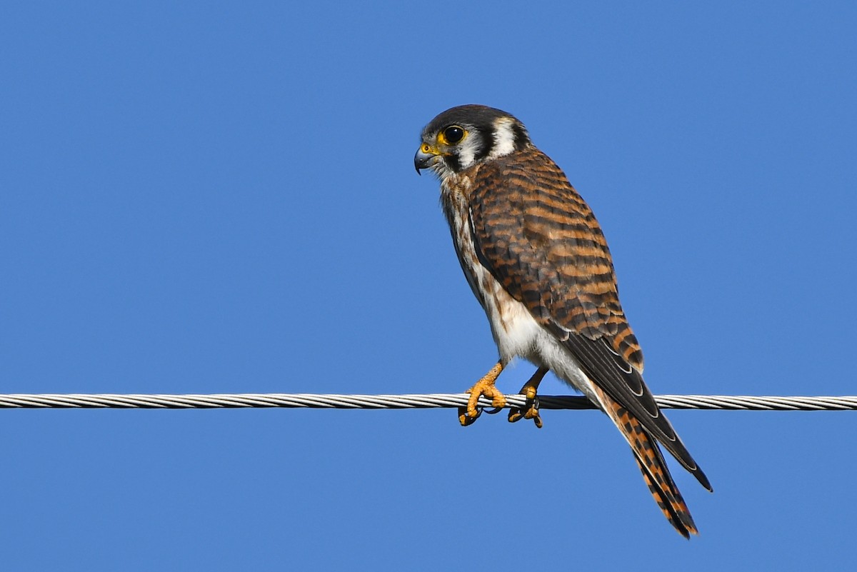 American Kestrel - ML640865083