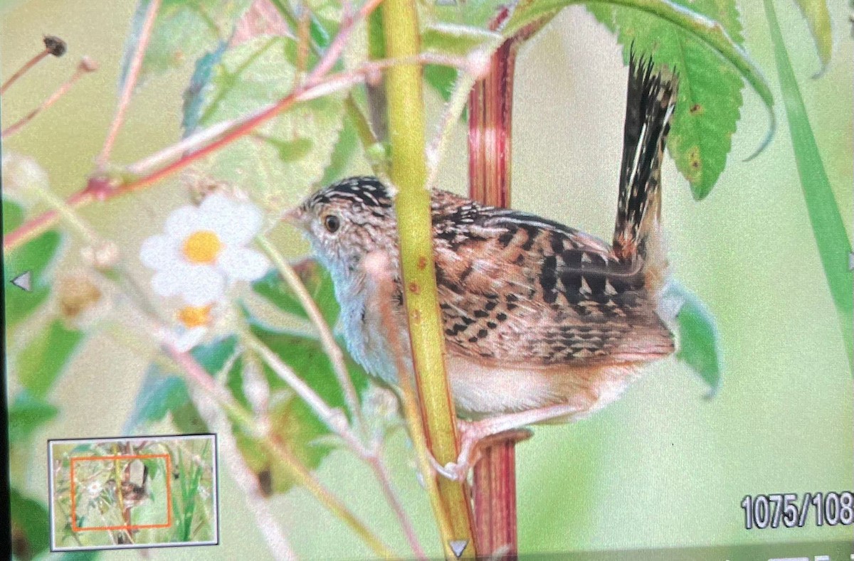 Grass Wren - ML640865089