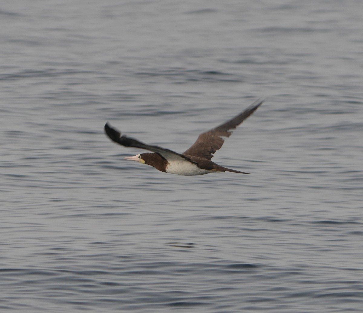 Brown Booby - ML640865091