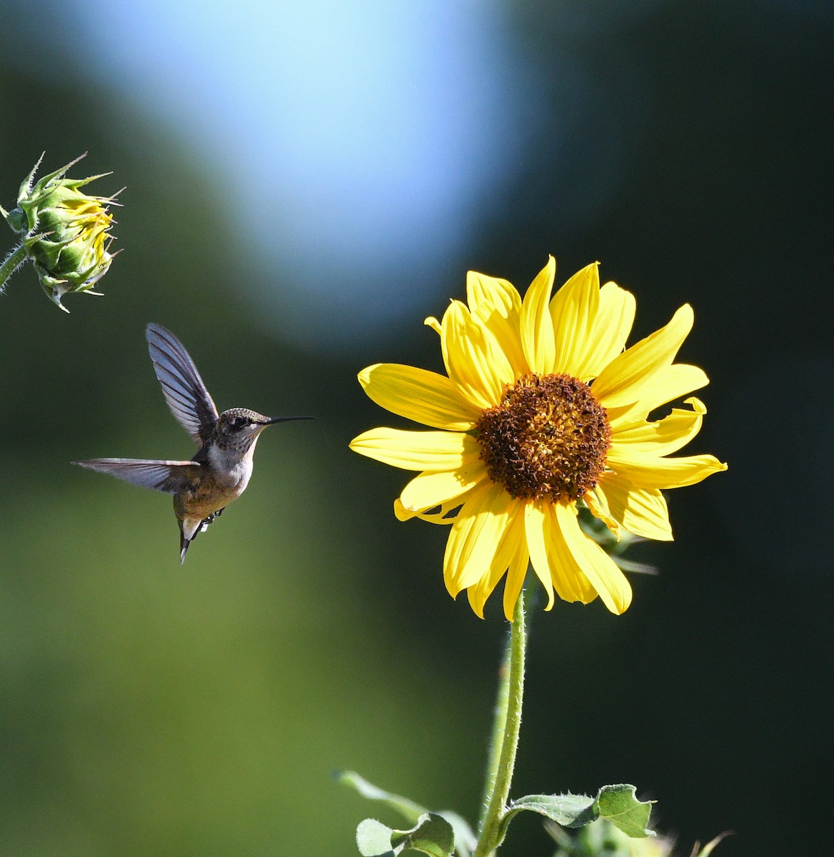 Ruby-throated Hummingbird - ML640865099