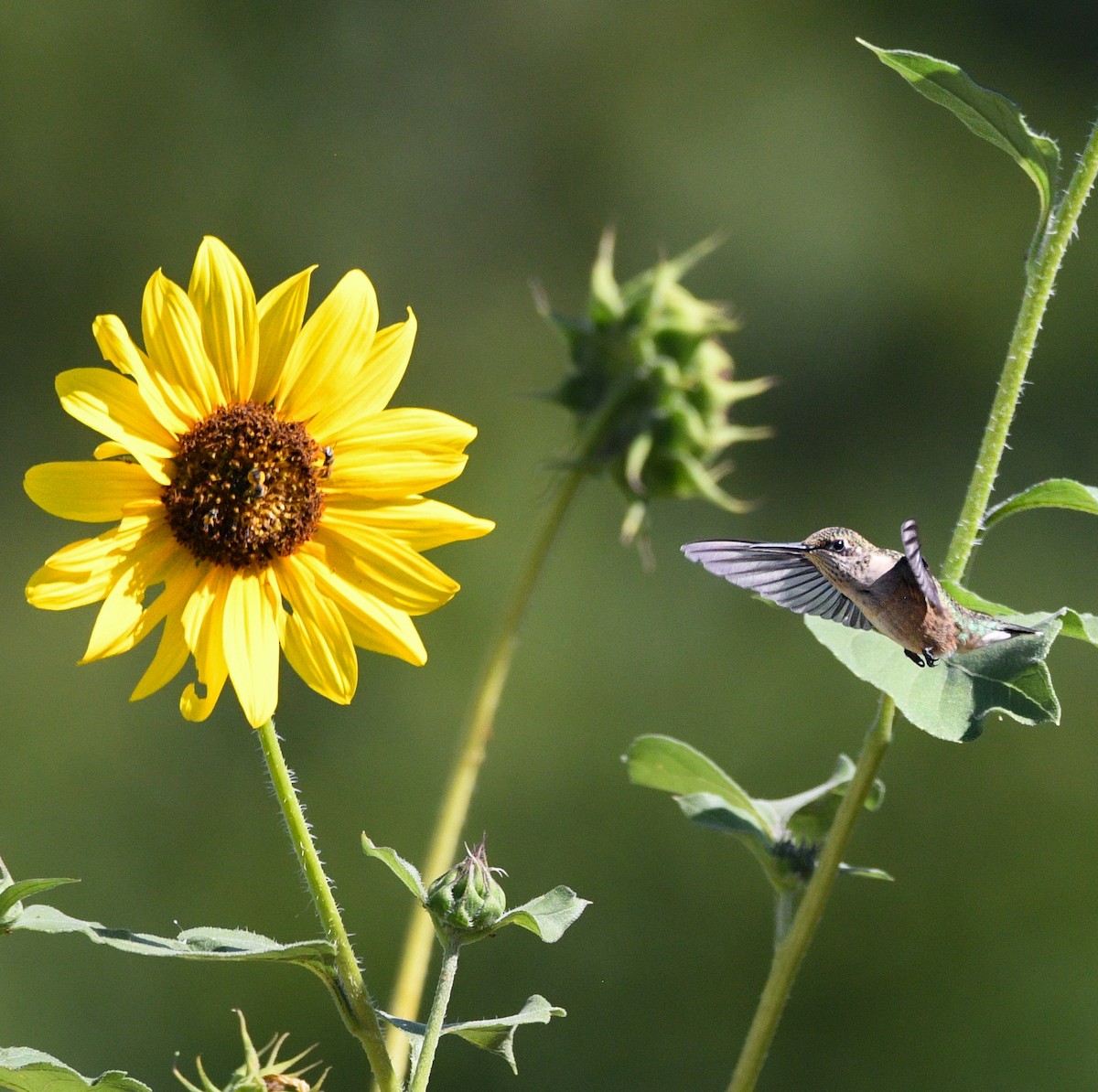 Ruby-throated Hummingbird - ML640865100
