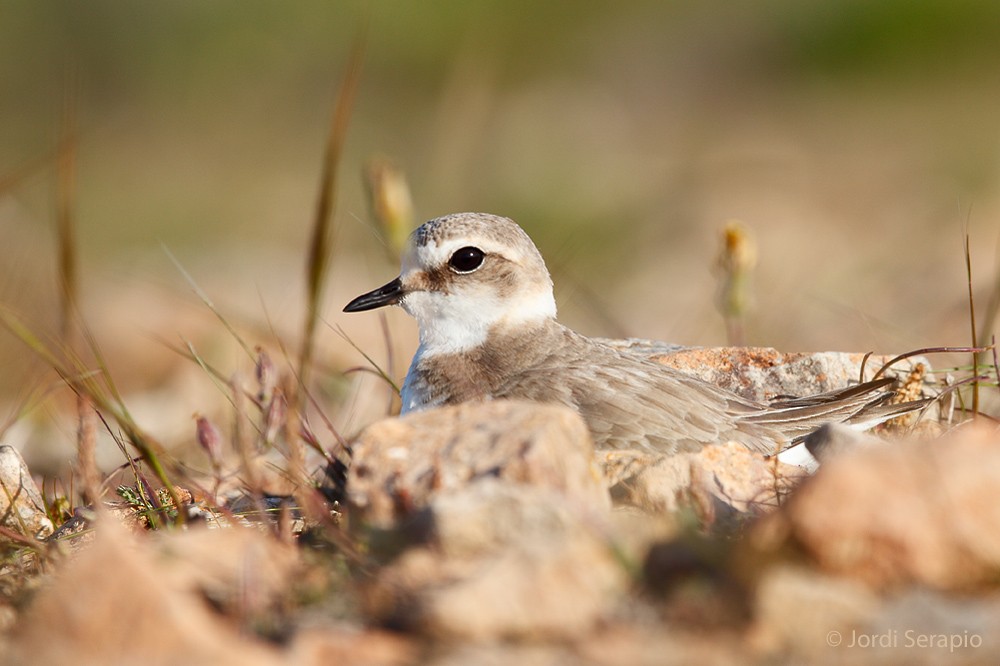 Kentish Plover - ML640865154