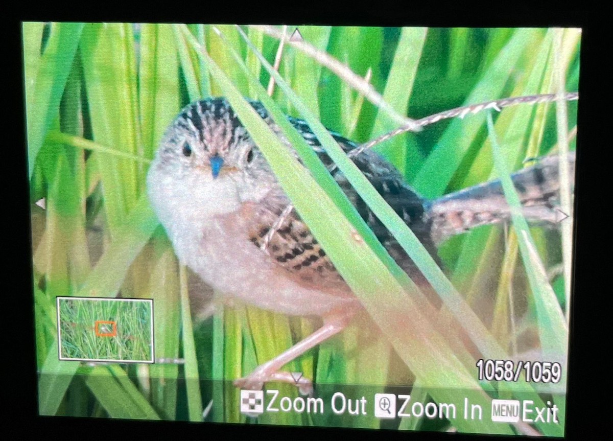 Grass Wren - ML640865161