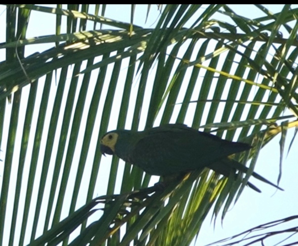 Red-bellied Macaw - ML640865234