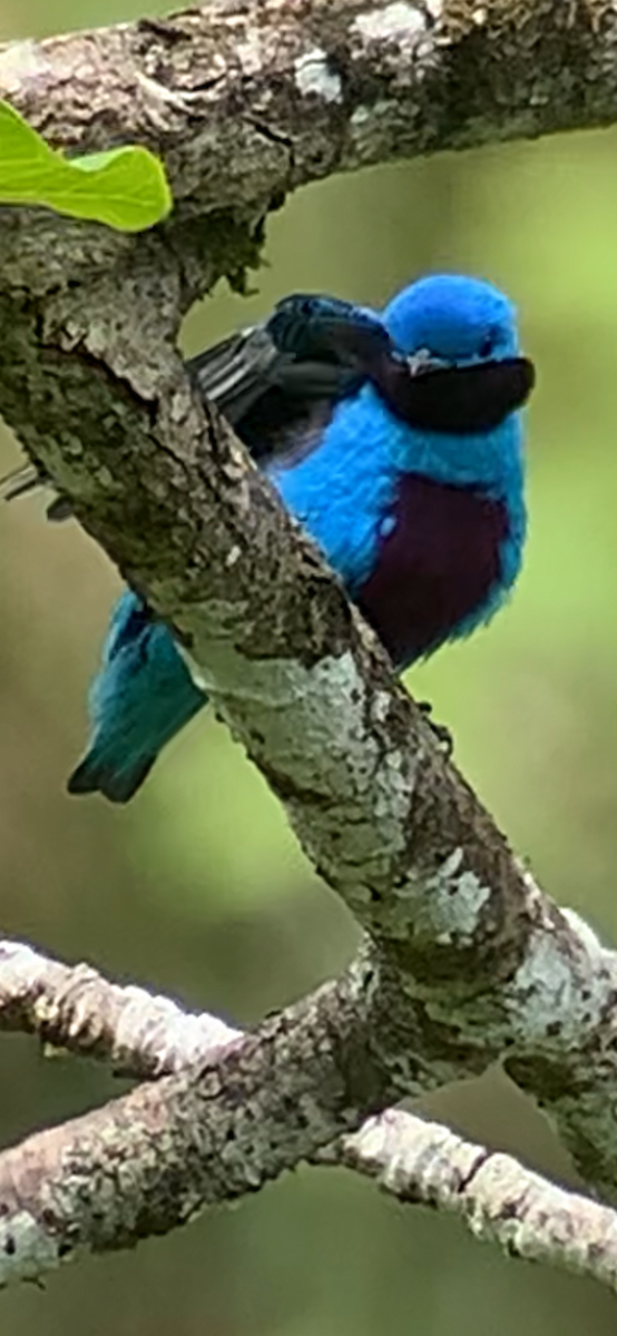 edelkotinga - ML640865243