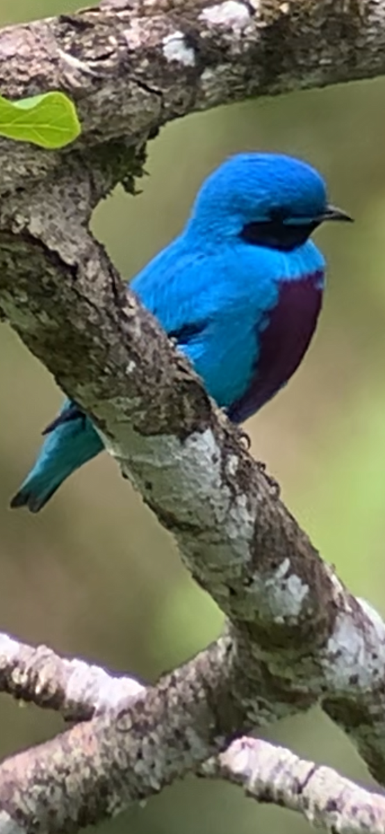 edelkotinga - ML640865245