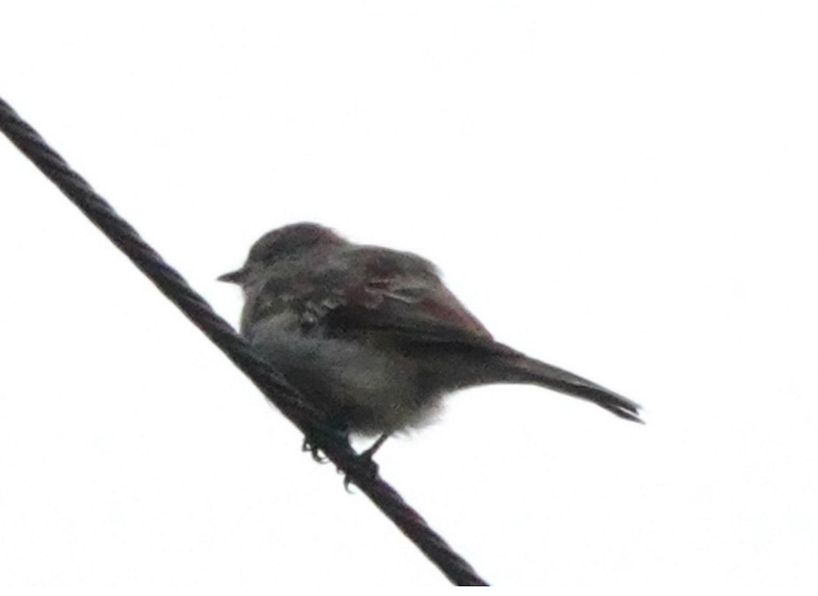 Yellow-crowned Tyrannulet - ML640865287