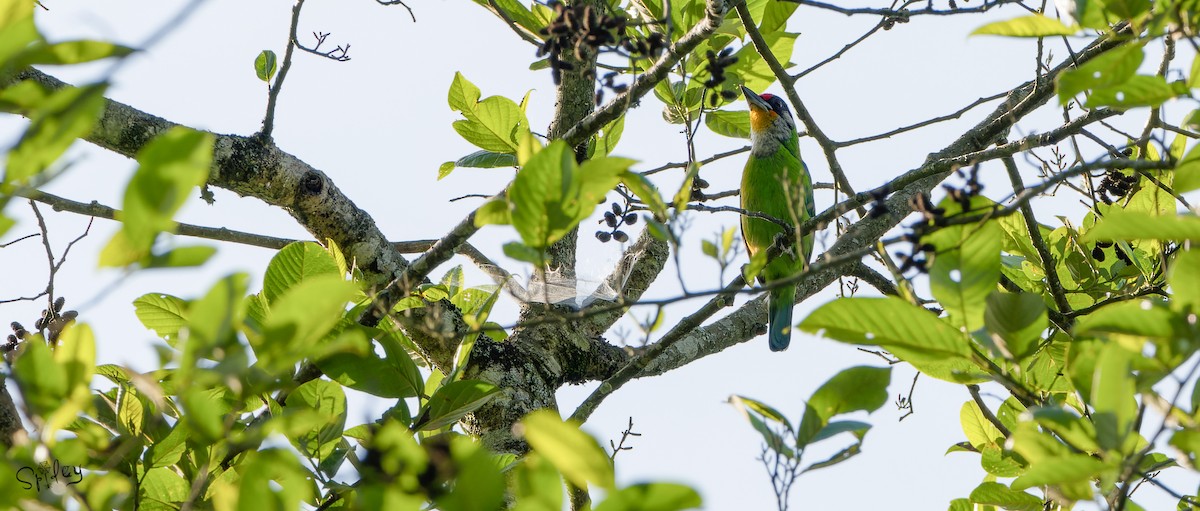 Golden-throated Barbet - ML640865307