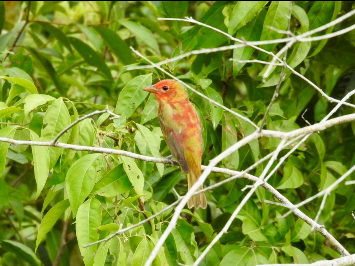 Summer Tanager - ML640865355