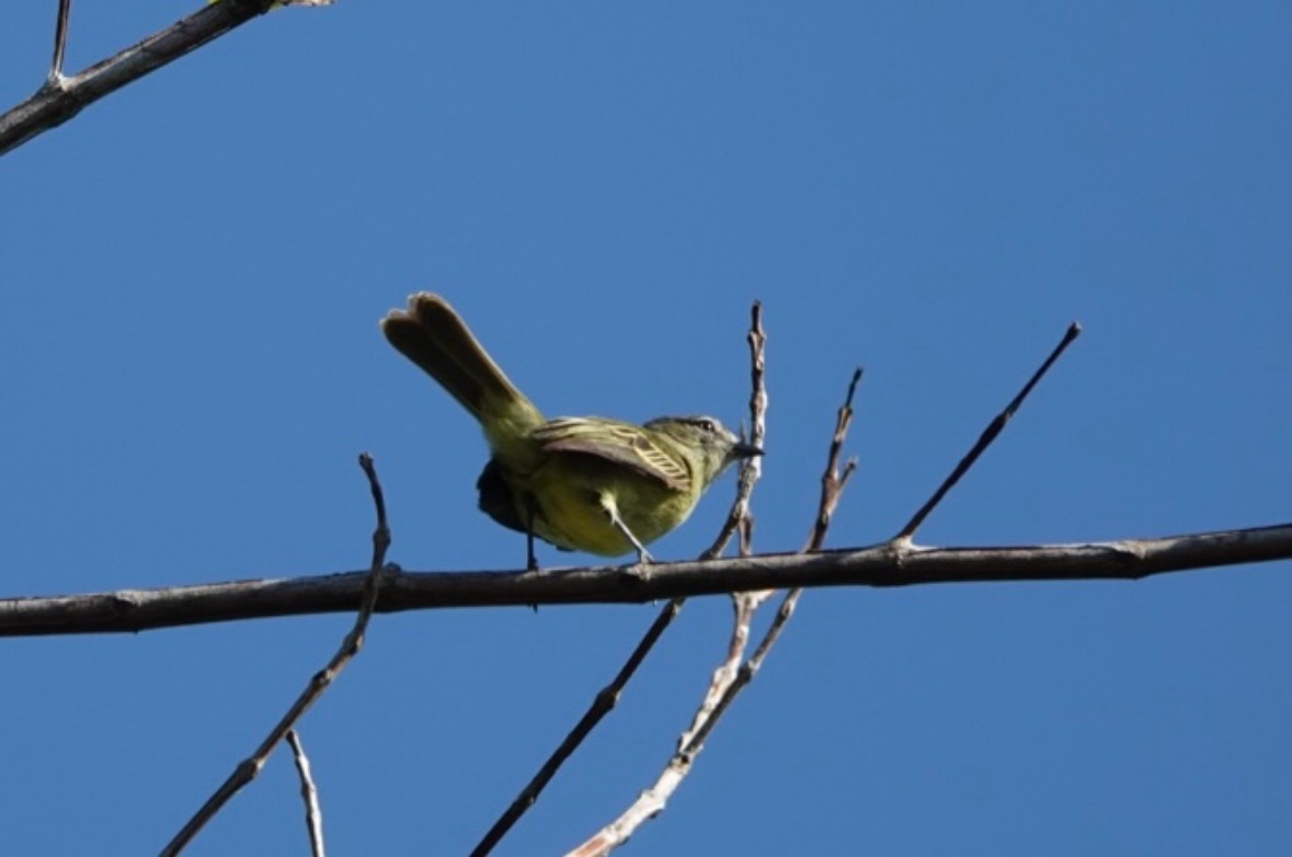 Slender-footed Tyrannulet - ML640865386