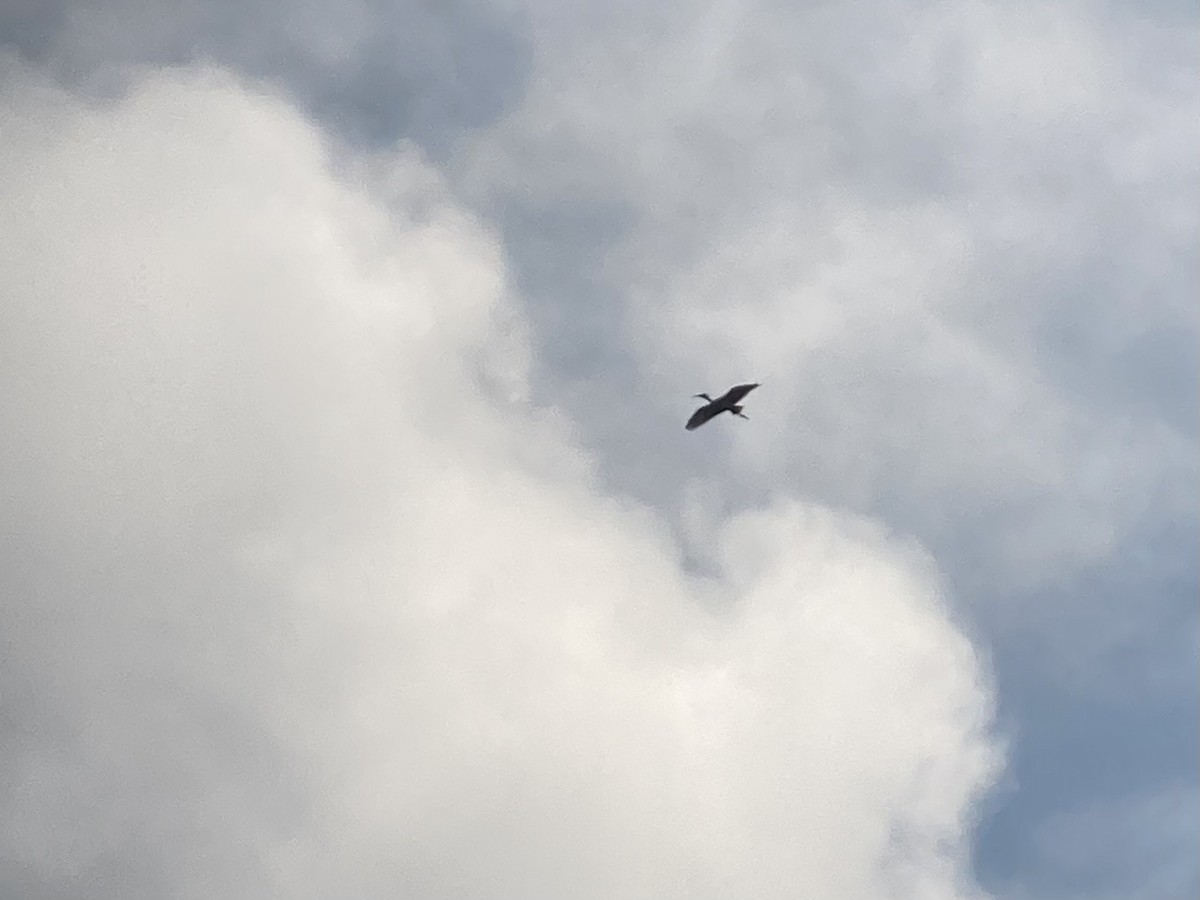 White Ibis - ML640865393