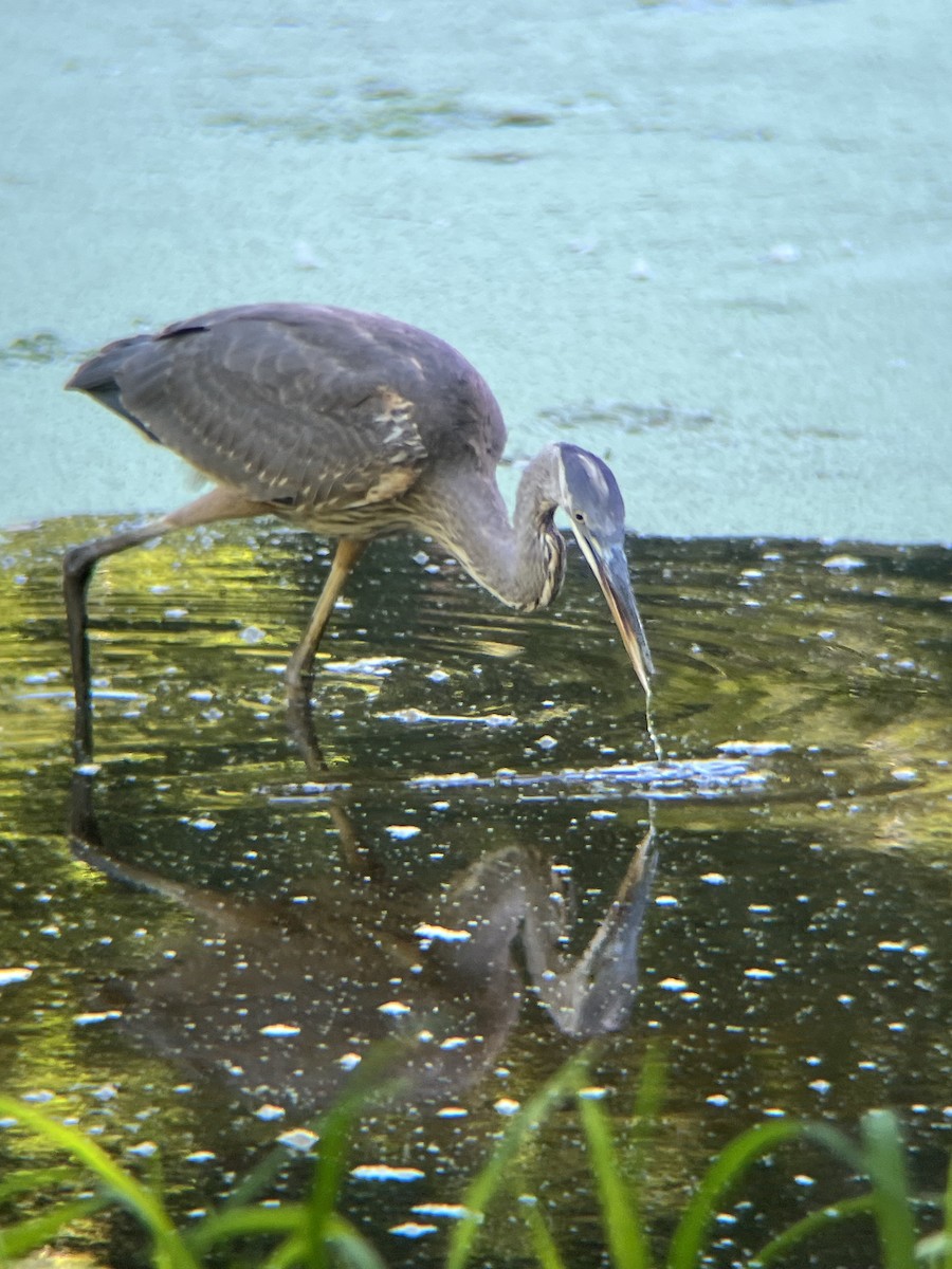 Great Blue Heron - ML640865411