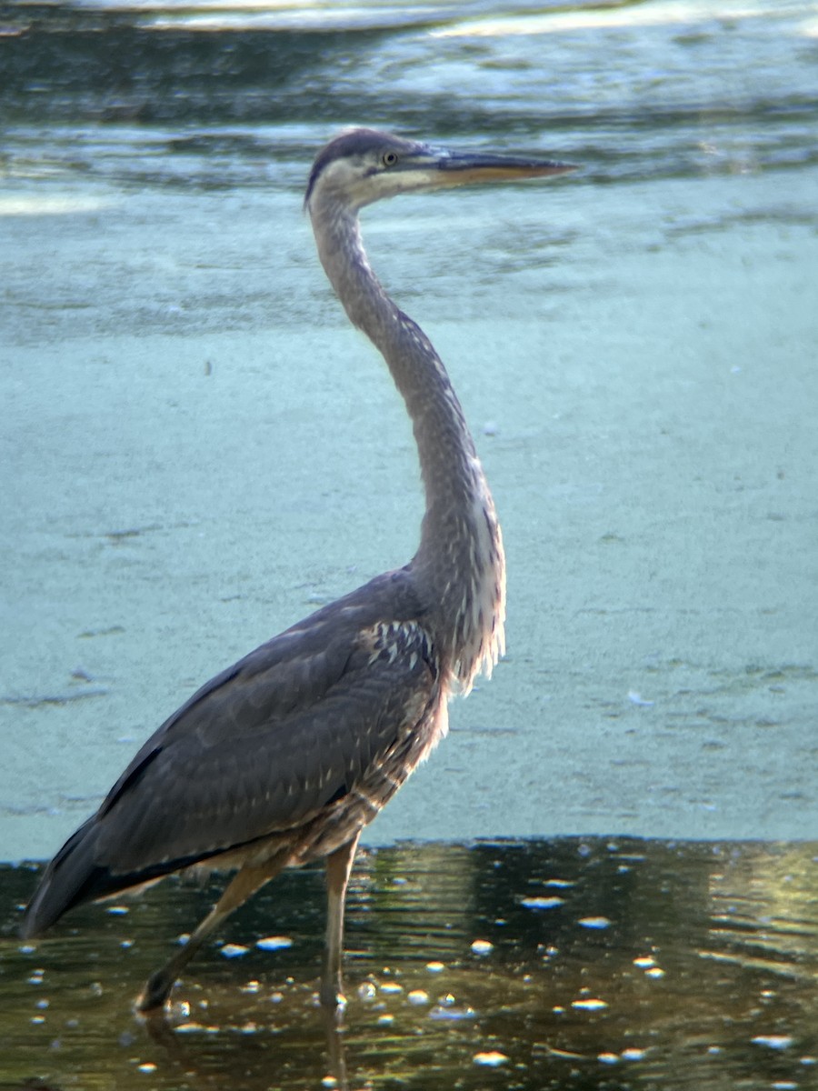 Great Blue Heron - ML640865412