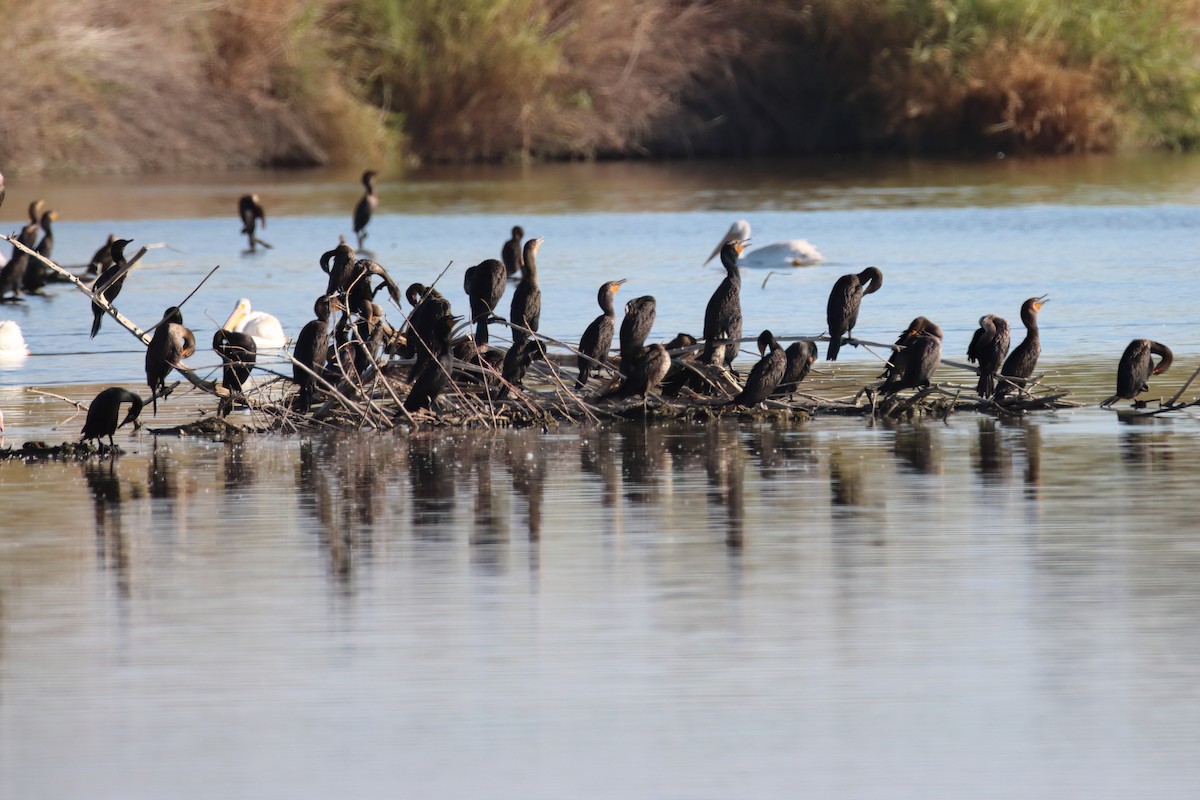 Double-crested Cormorant - ML640865493