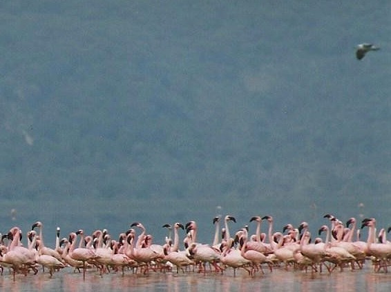 Gray-hooded Gull - ML640865531
