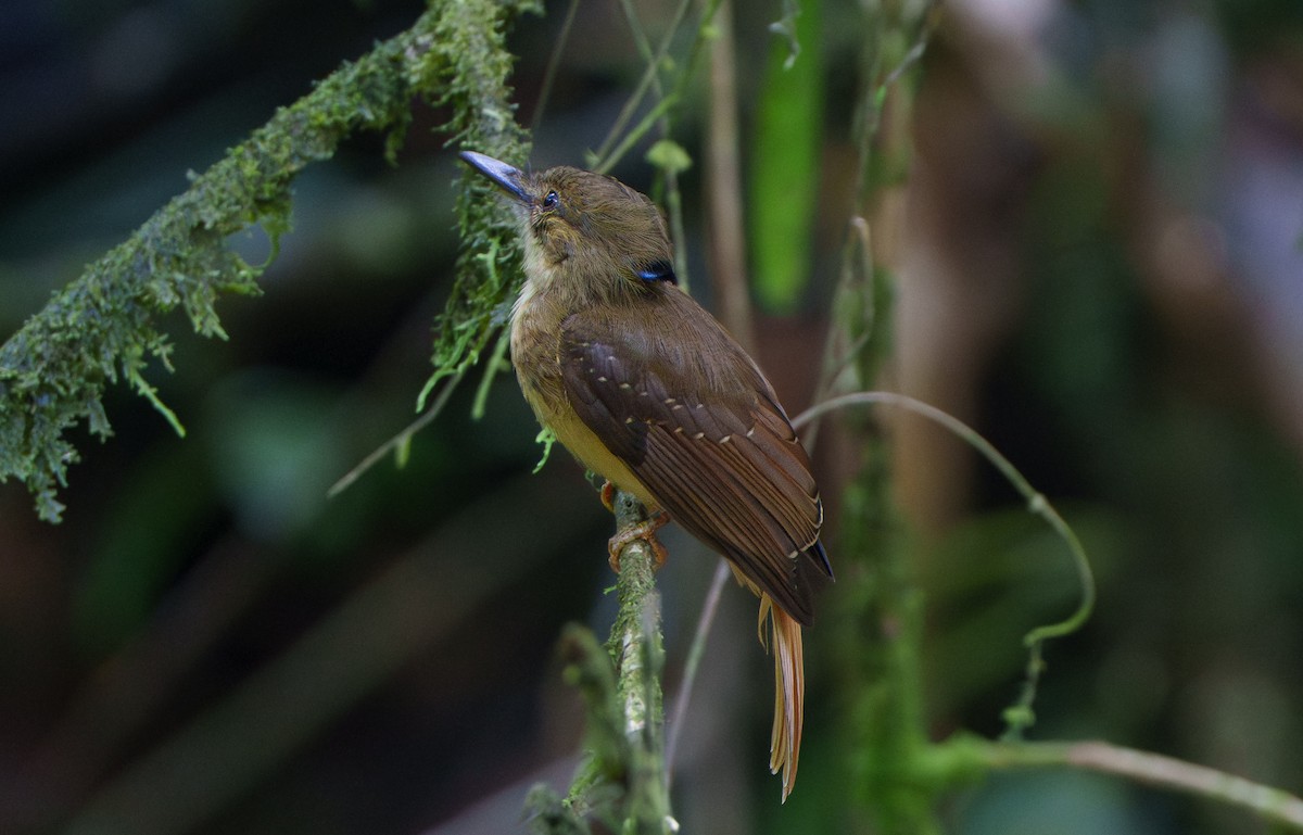 Tropical Royal Flycatcher - ML640865698