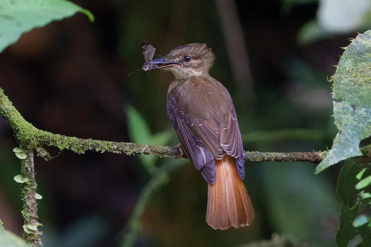 Tropical Royal Flycatcher - ML640865702