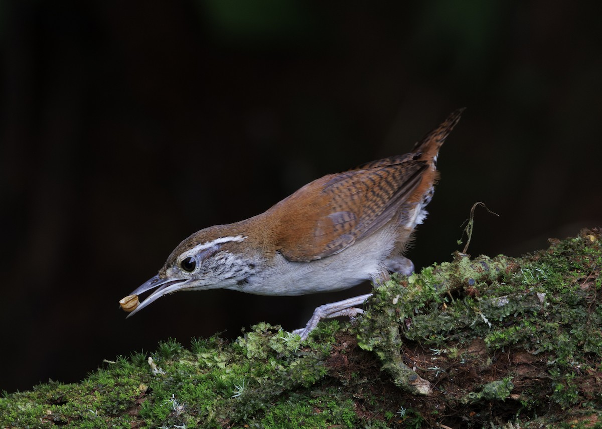 Rufous-and-white Wren - ML640865752