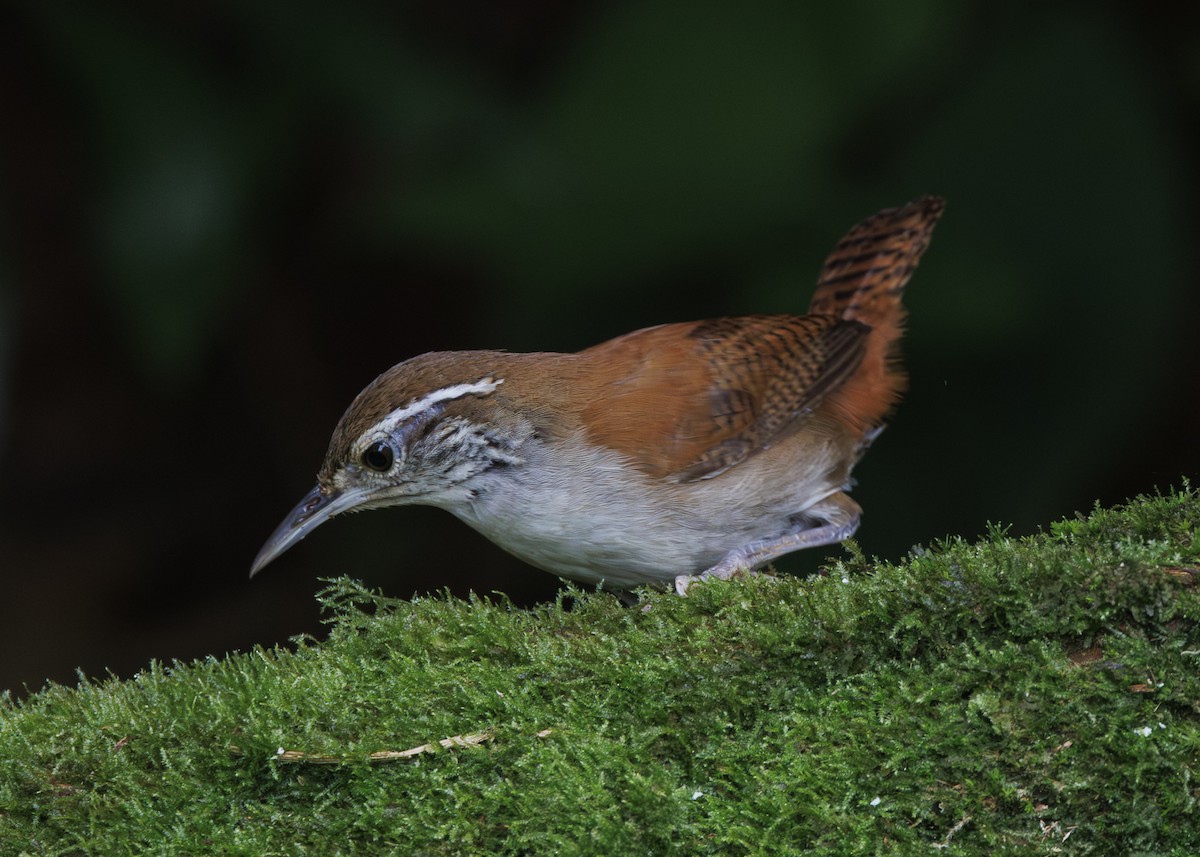 Rufous-and-white Wren - ML640865753