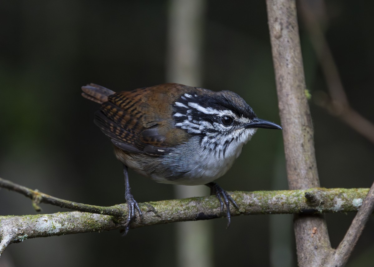 White-breasted Wood-Wren (Cherrie's) - ML640865757