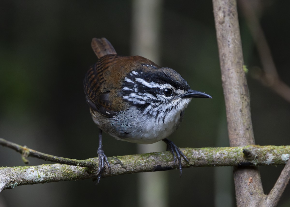 White-breasted Wood-Wren (Cherrie's) - ML640865759
