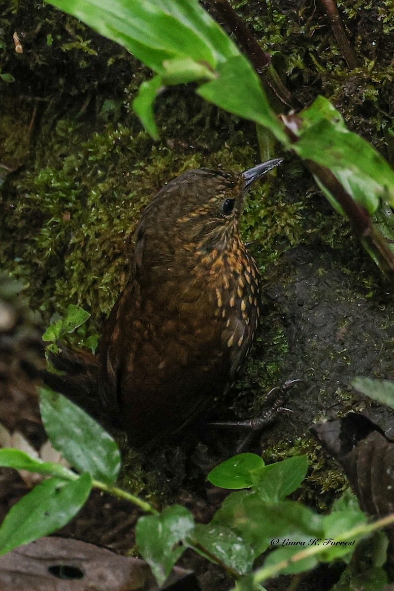 Spotted Barbtail - ML640865830