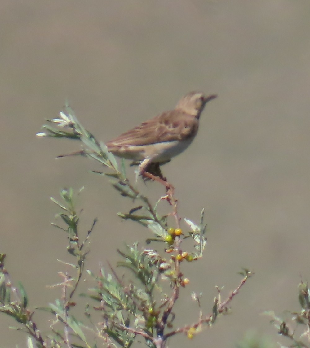 Richard's Pipit - ML640865848