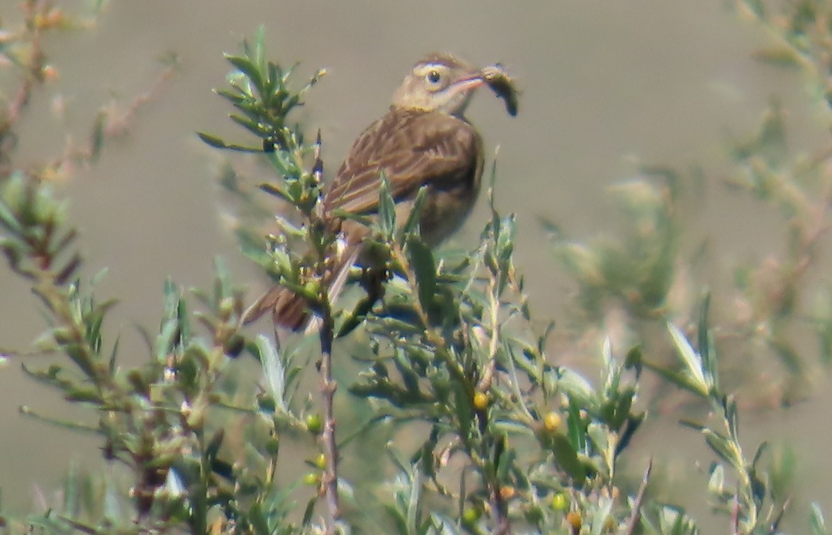 Richard's Pipit - ML640865849