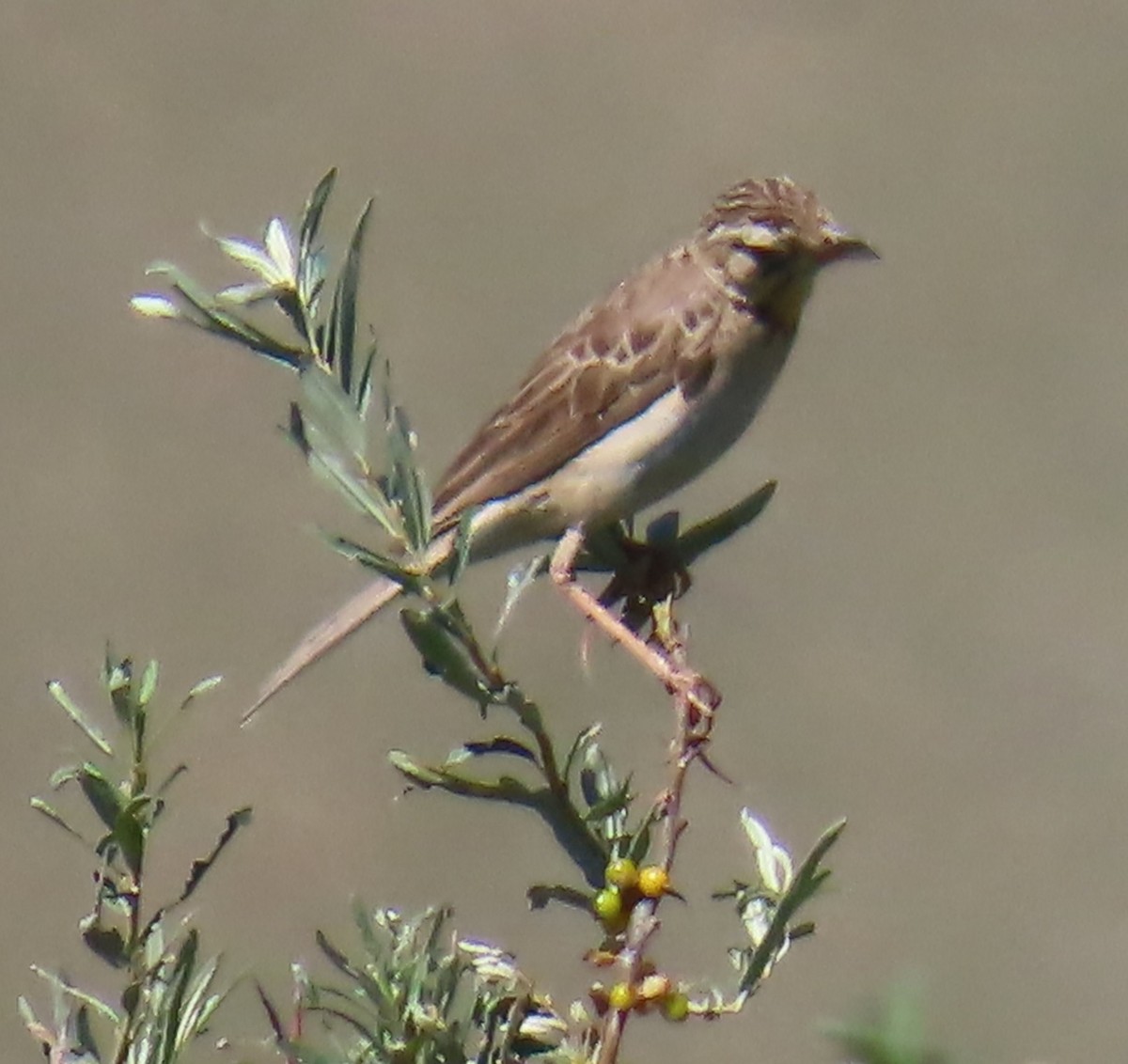 Richard's Pipit - ML640865850
