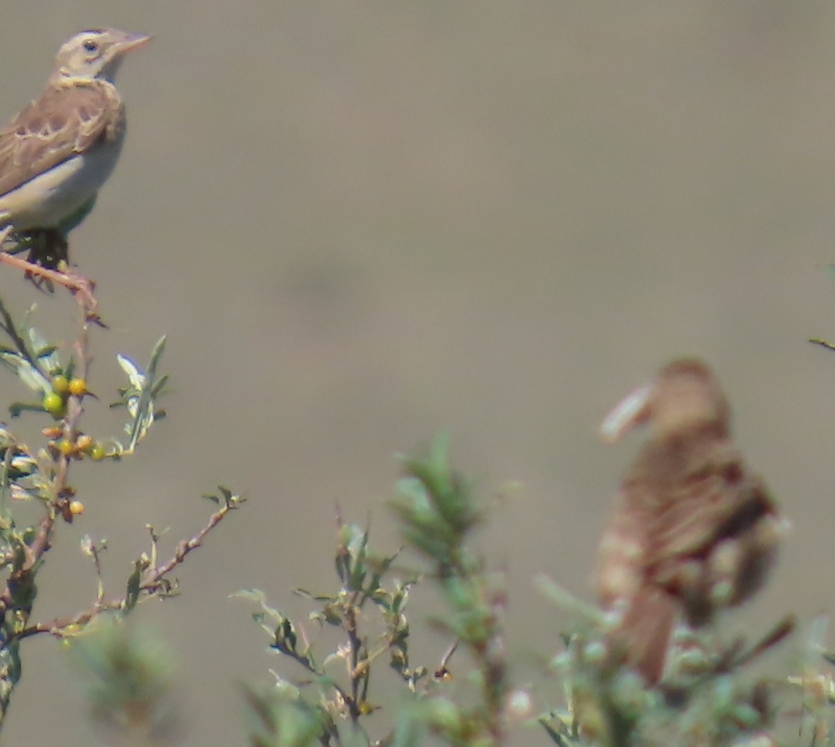 Richard's Pipit - ML640865851