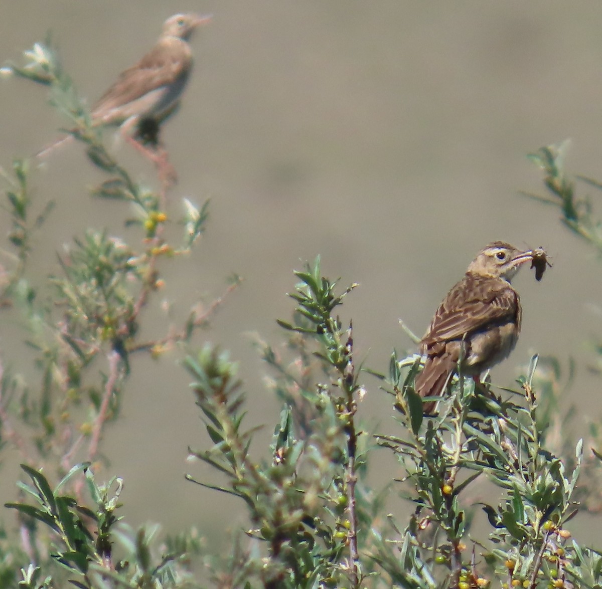 Richard's Pipit - ML640865852