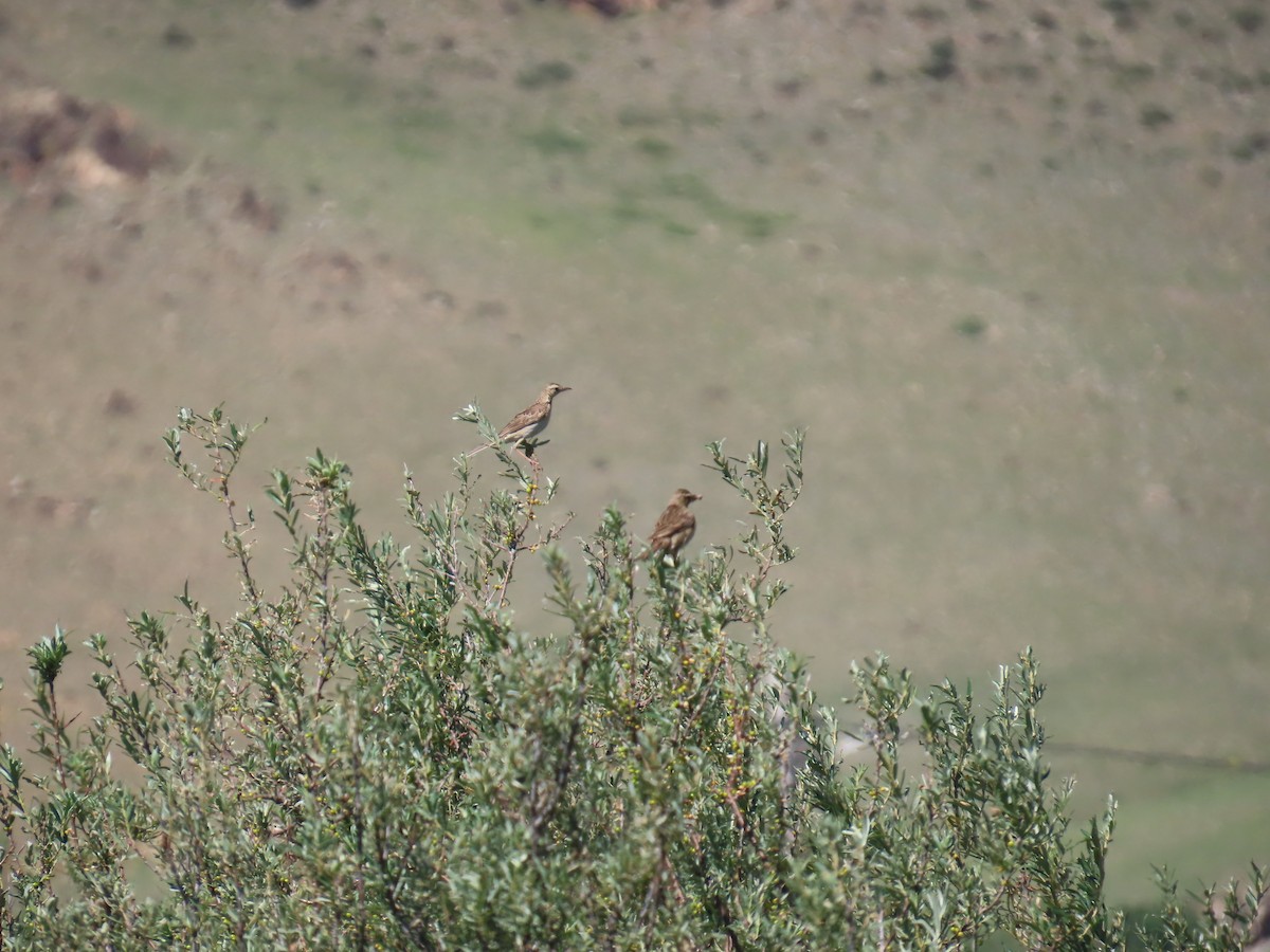 Richard's Pipit - ML640865854