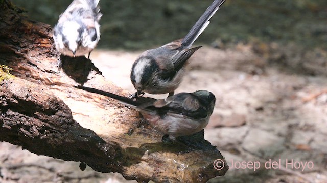 Long-tailed Tit (europaeus Group) - ML640865884