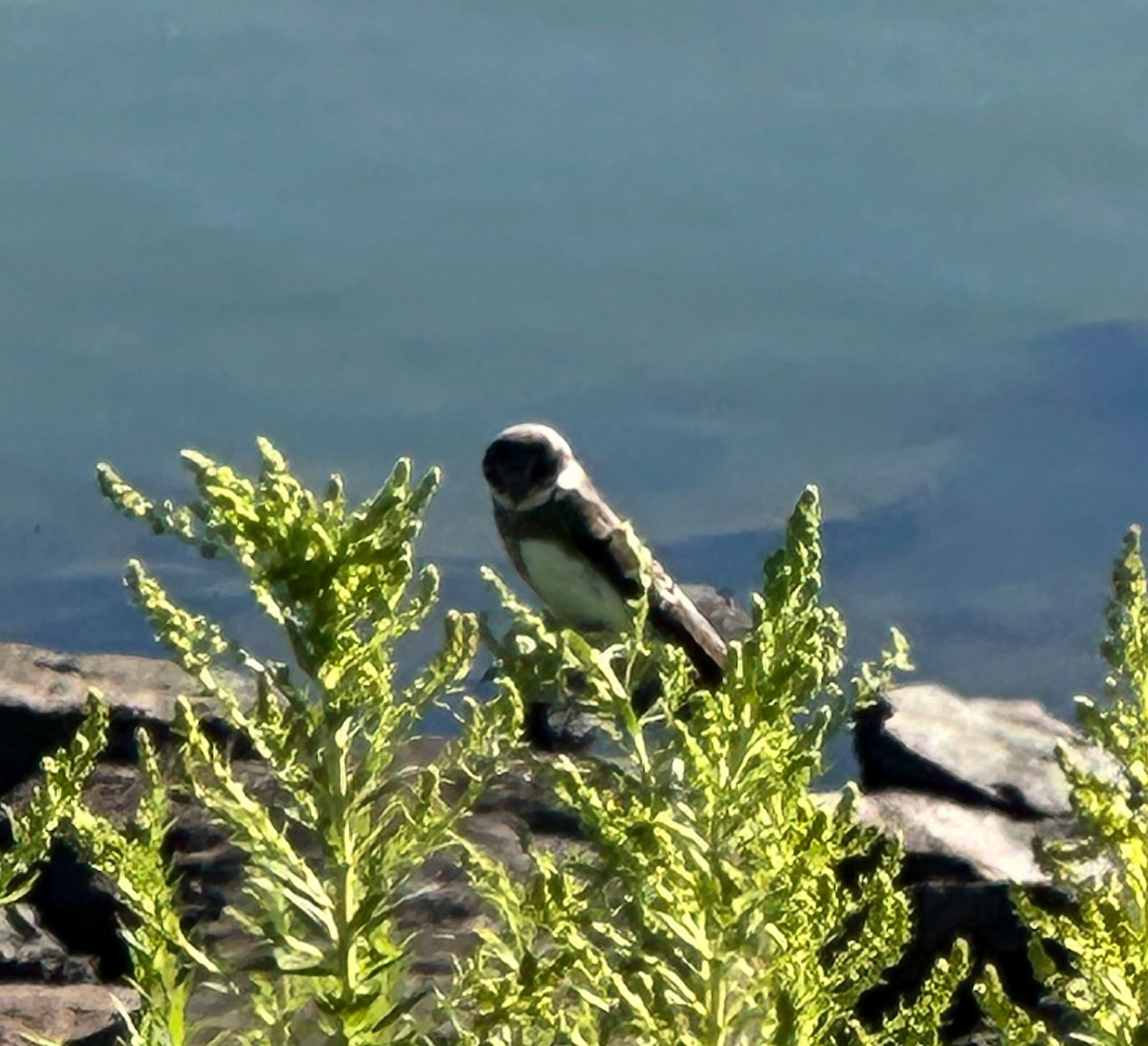 Bank Swallow - ML640865904