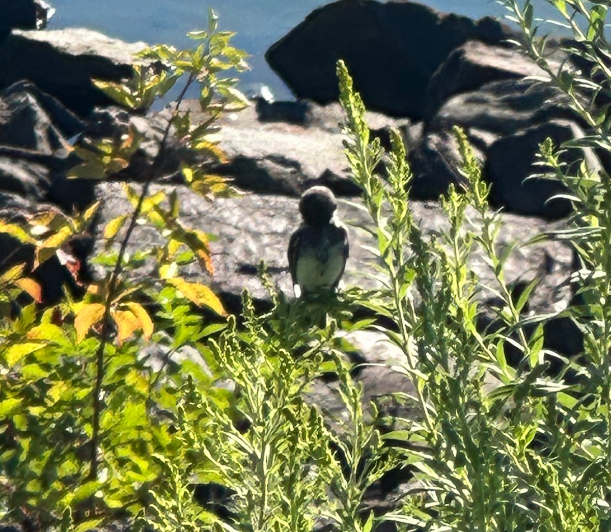 Bank Swallow - ML640865906