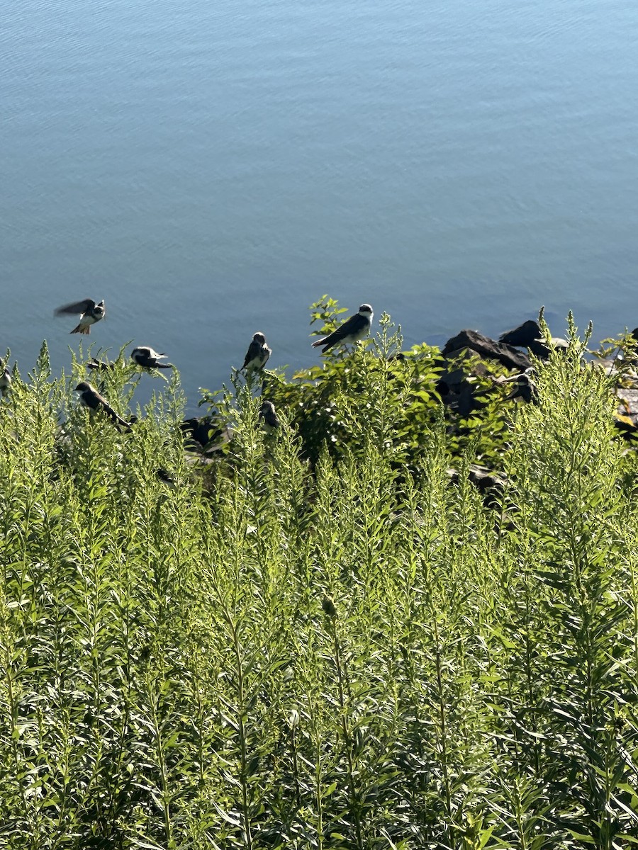 Bank Swallow - ML640865907