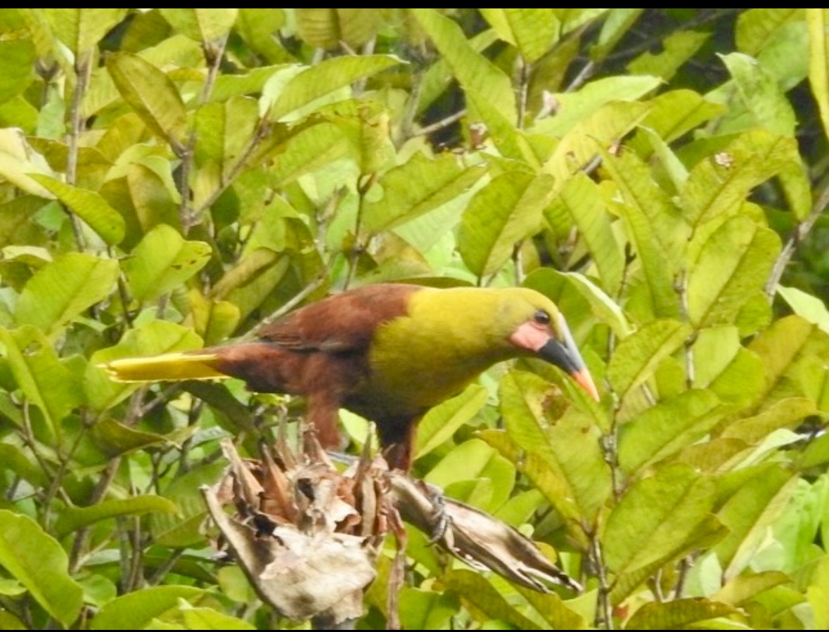 Olive Oropendola - ML640865996