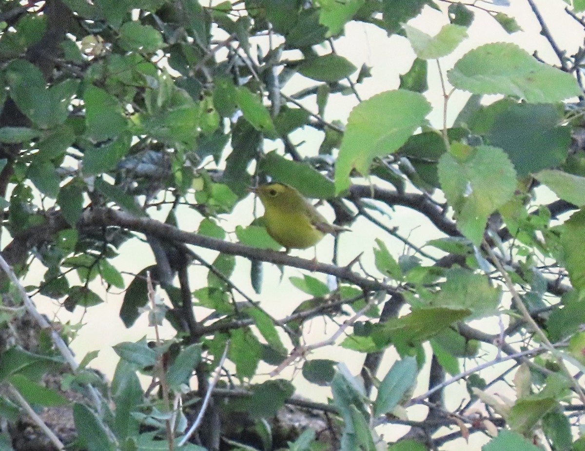 Малая вильсония - ML640866061
