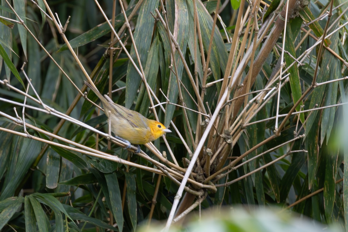 Orange-headed Tanager - ML640866121