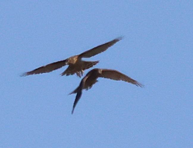 Eurasian Goshawk - ML640866127