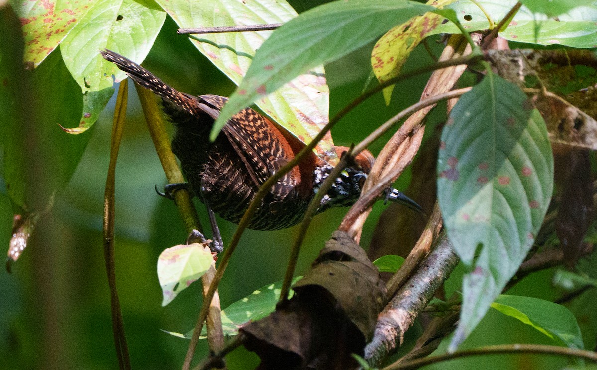 Riverside Wren - ML640866174