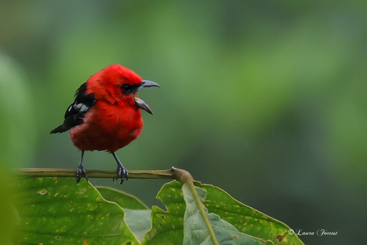 White-winged Tanager - ML640866192