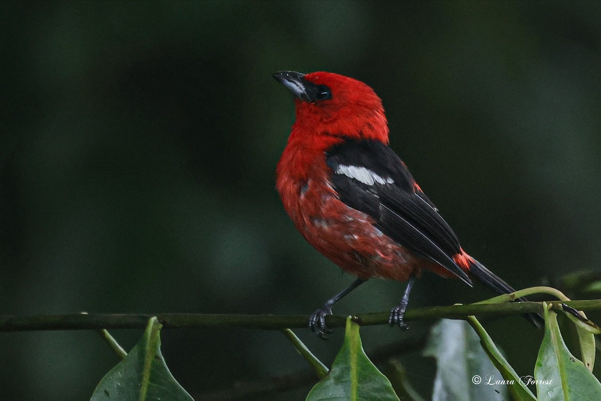 White-winged Tanager - ML640866194