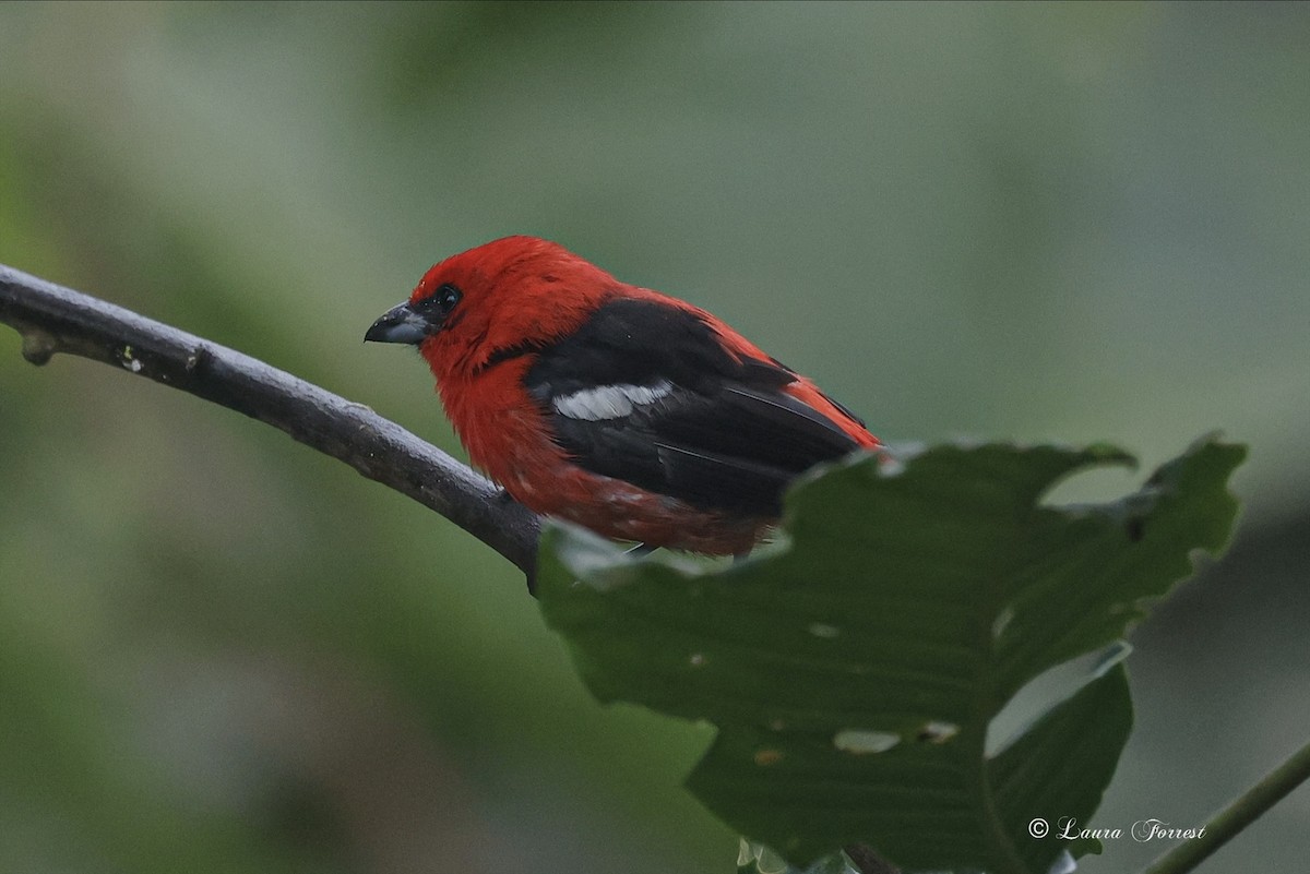 White-winged Tanager - ML640866195